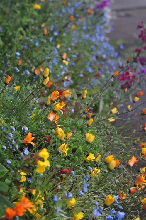 burst of flowers at sidewalk park